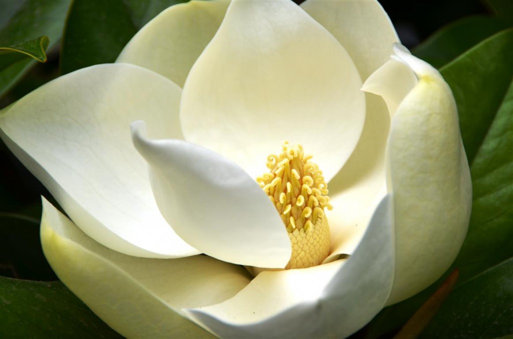 Características da Magnólia Branca (Magnólia grandiflora) - PlantaSonya ...