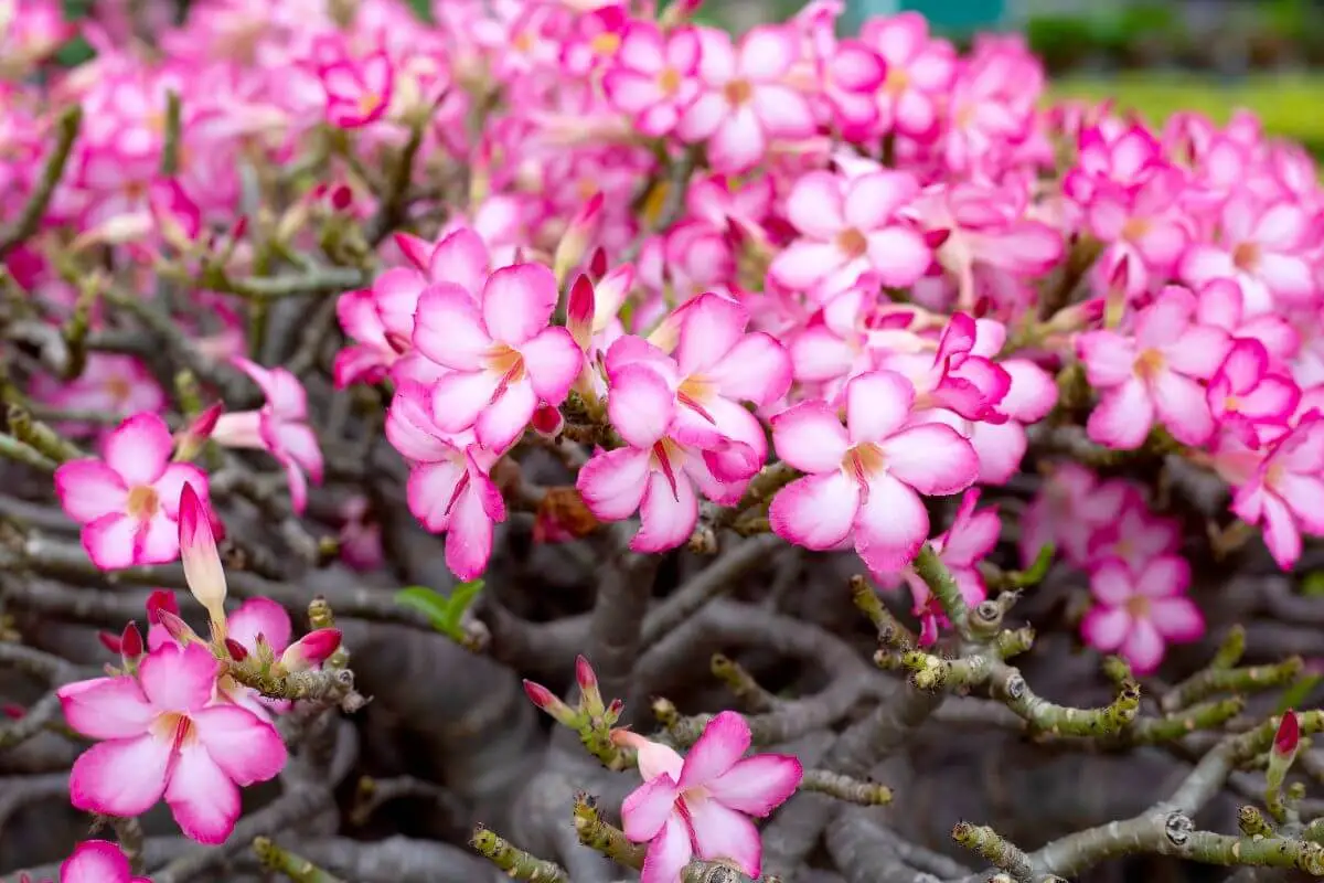 flor-rosa-do-deserto