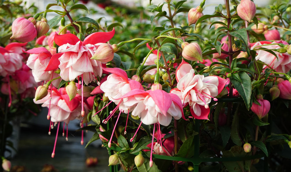 fuchsia-hybrida