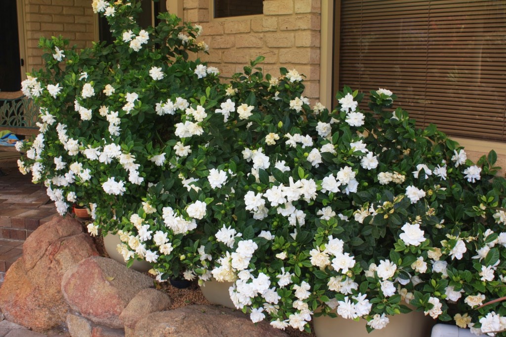 gardenia jasminoide