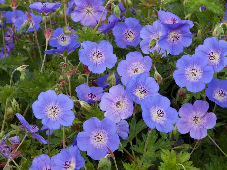 geranium rozanne-