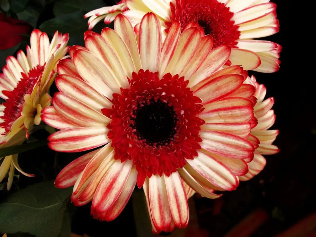 gerbera