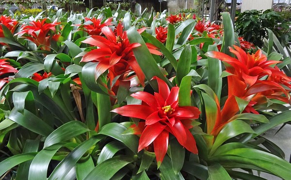 guzmania1