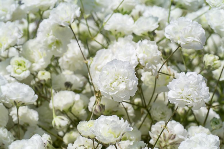 gypsophila-paniculata