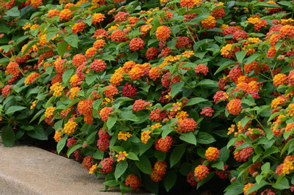 lantanas