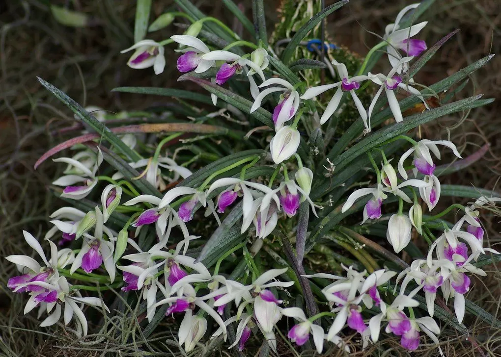 leptotes-bicolor-2