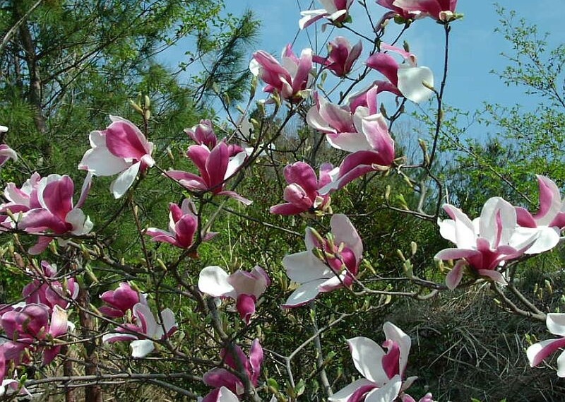 Características e cultivo da Magnólia (Magnolia liliflora) - PlantaSonya -  O seu blog sobre cultivo de plantas e flores