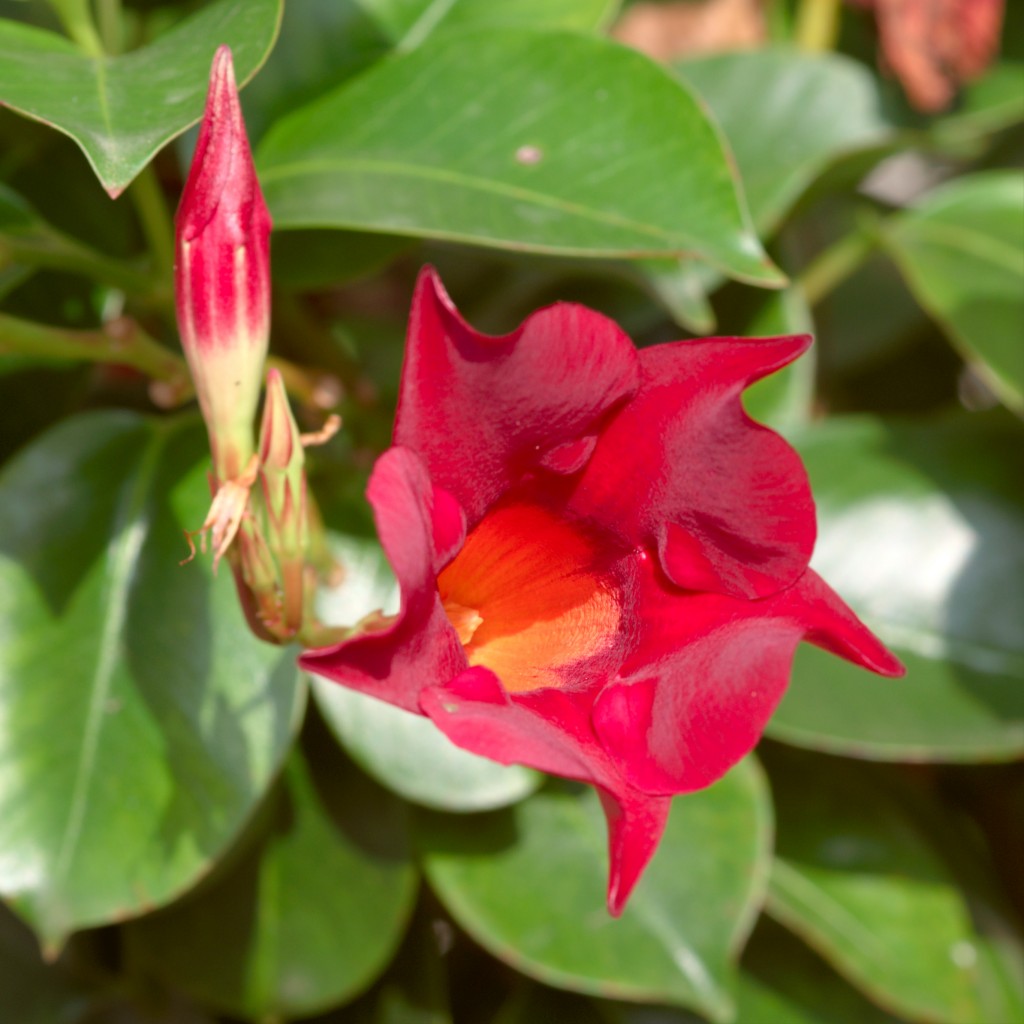 mandevilla5