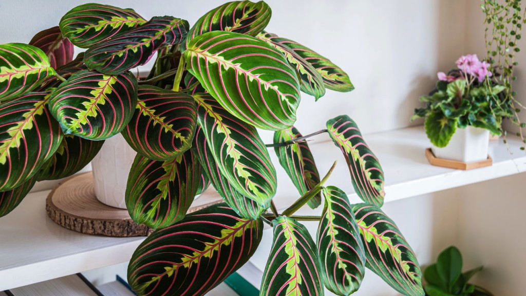 maranta 3