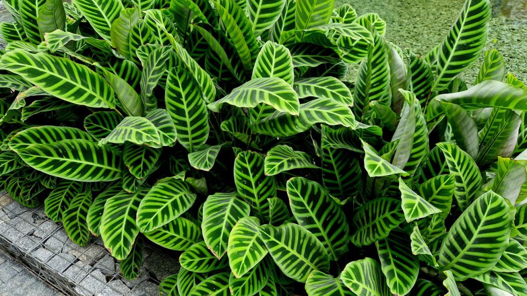 maranta