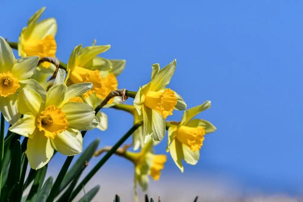 narcissus-tazetta-amarelo