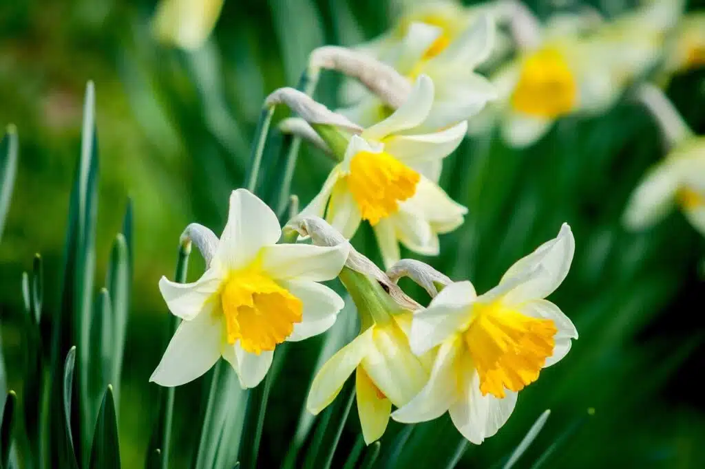 narcissus-tazetta-branco