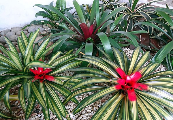 neoregelia-carolinae-1