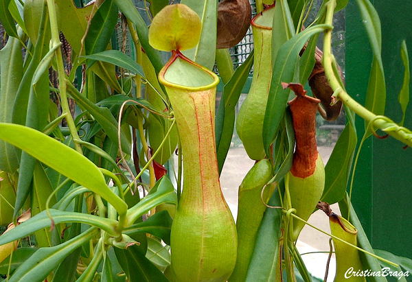 nepenthes-plantas-carnivoras-1-4