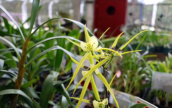 orquidea-brassia-verrucosa