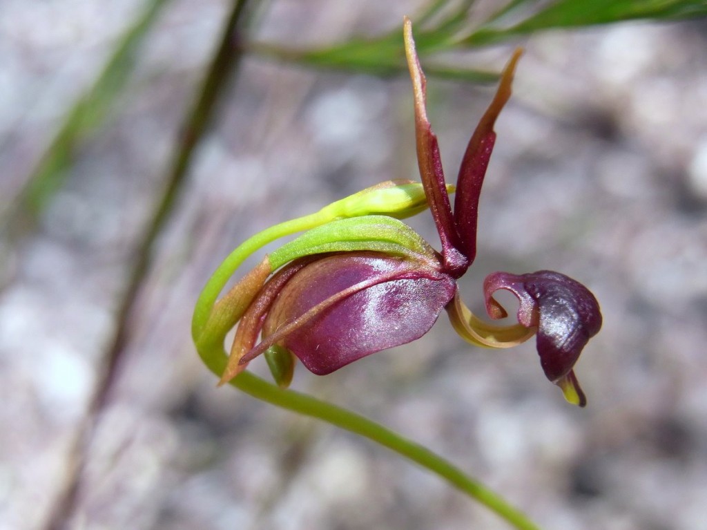 orquidea-pato-voador