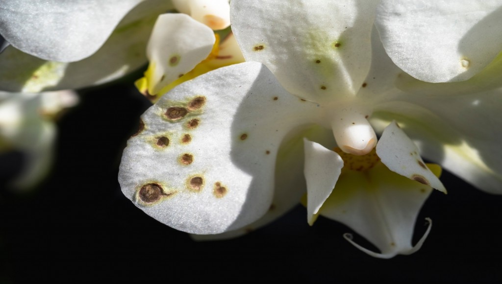 orquídea com fungo