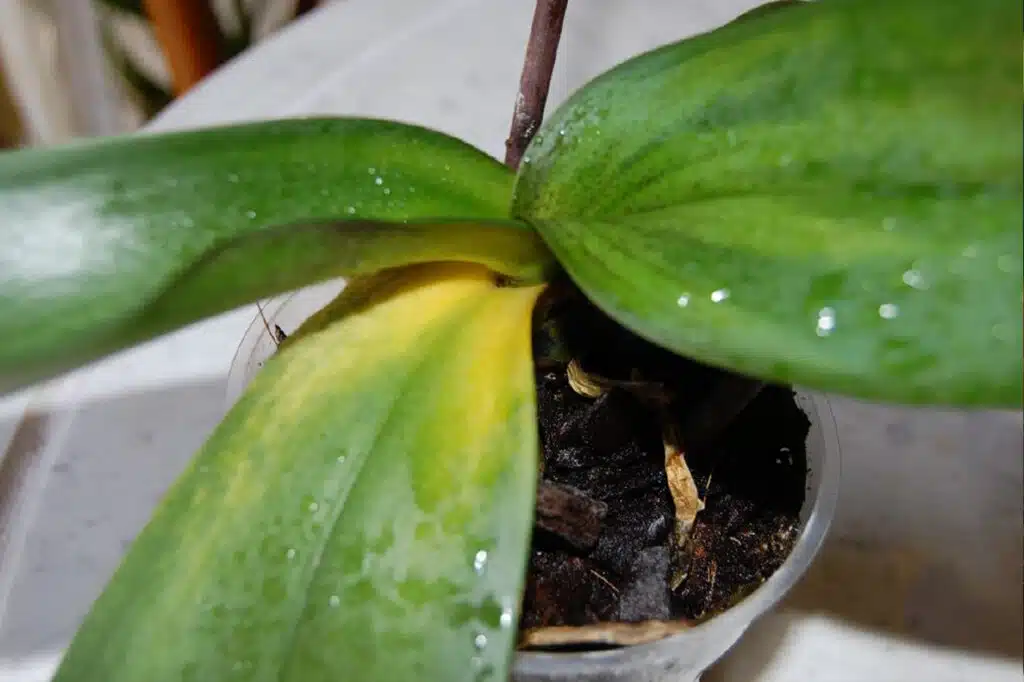 orquídea doente
