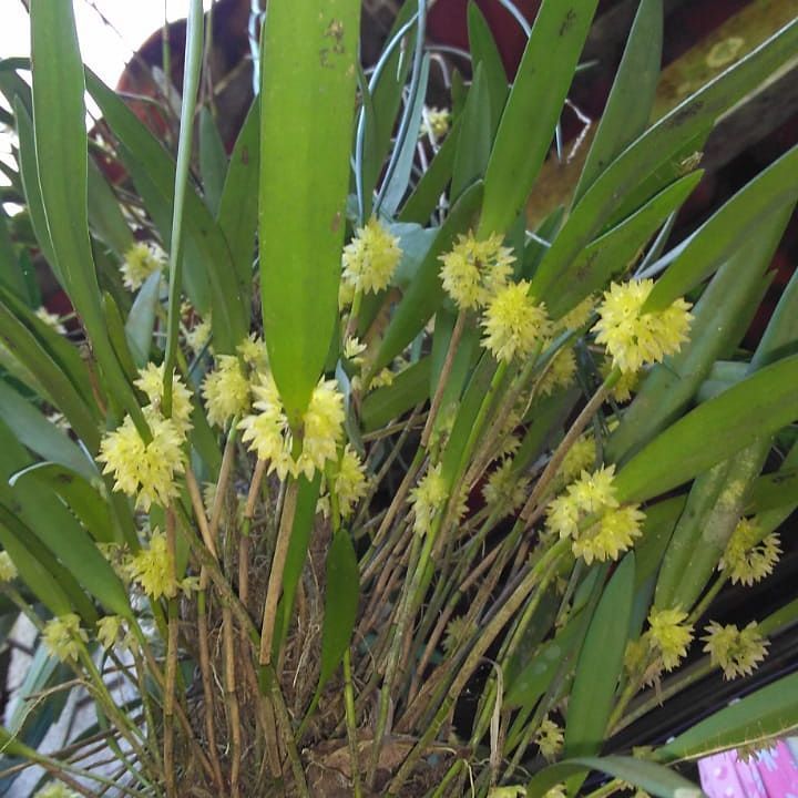 orquídea pleurothallis