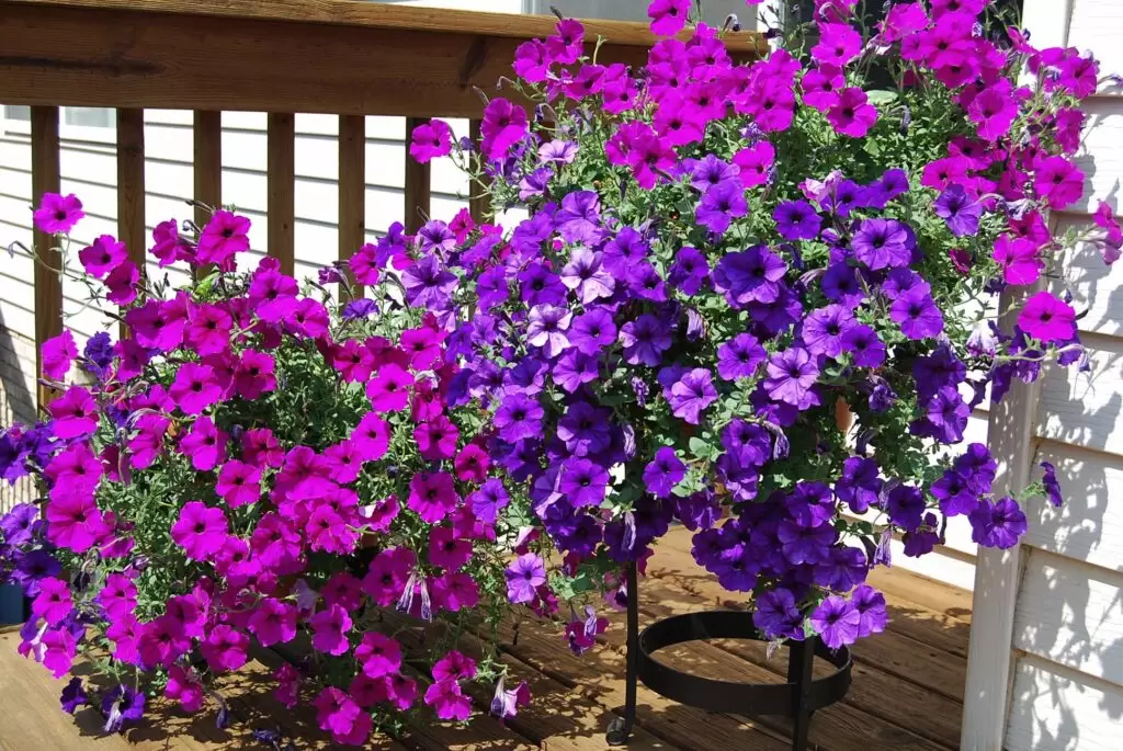 petunias