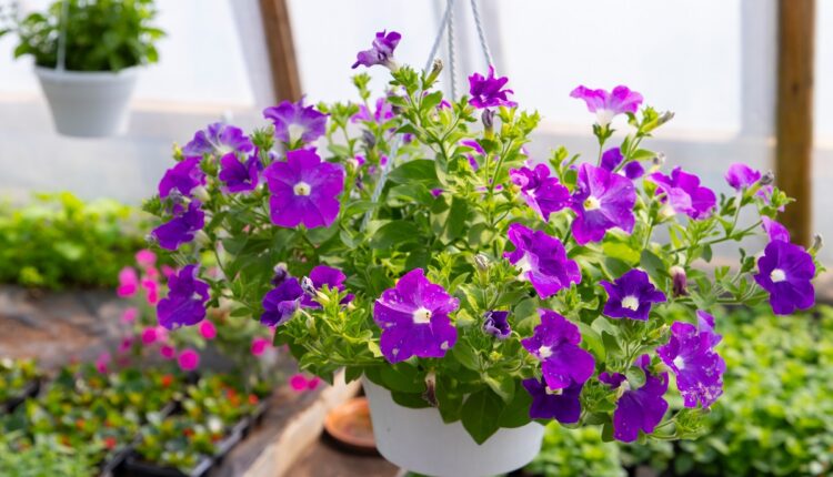 Ornamental flowerpots with purple petunia