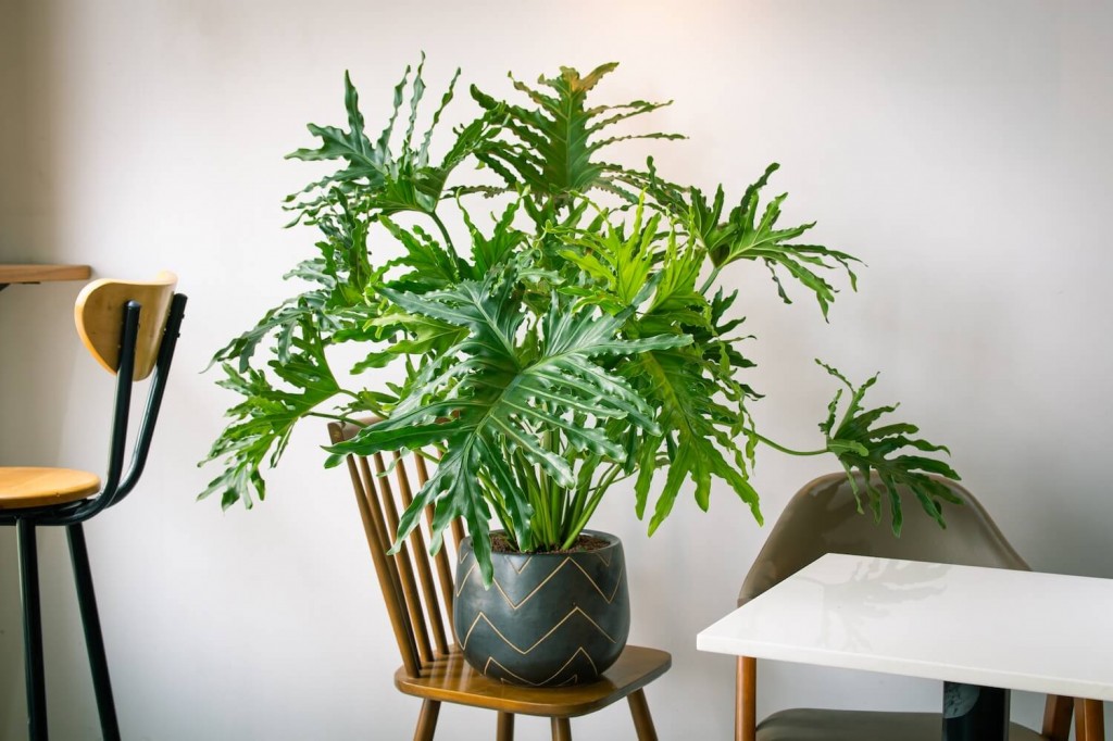 philodendron-bipinnatifidum-