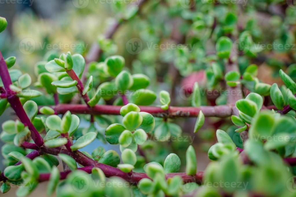 portulacaria afra 7