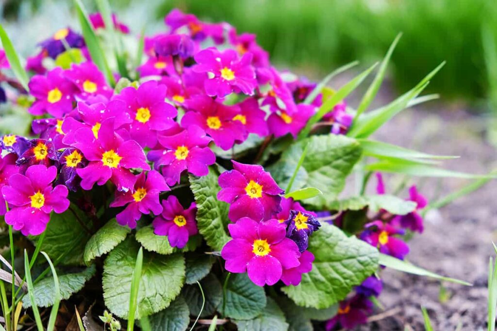 primula-