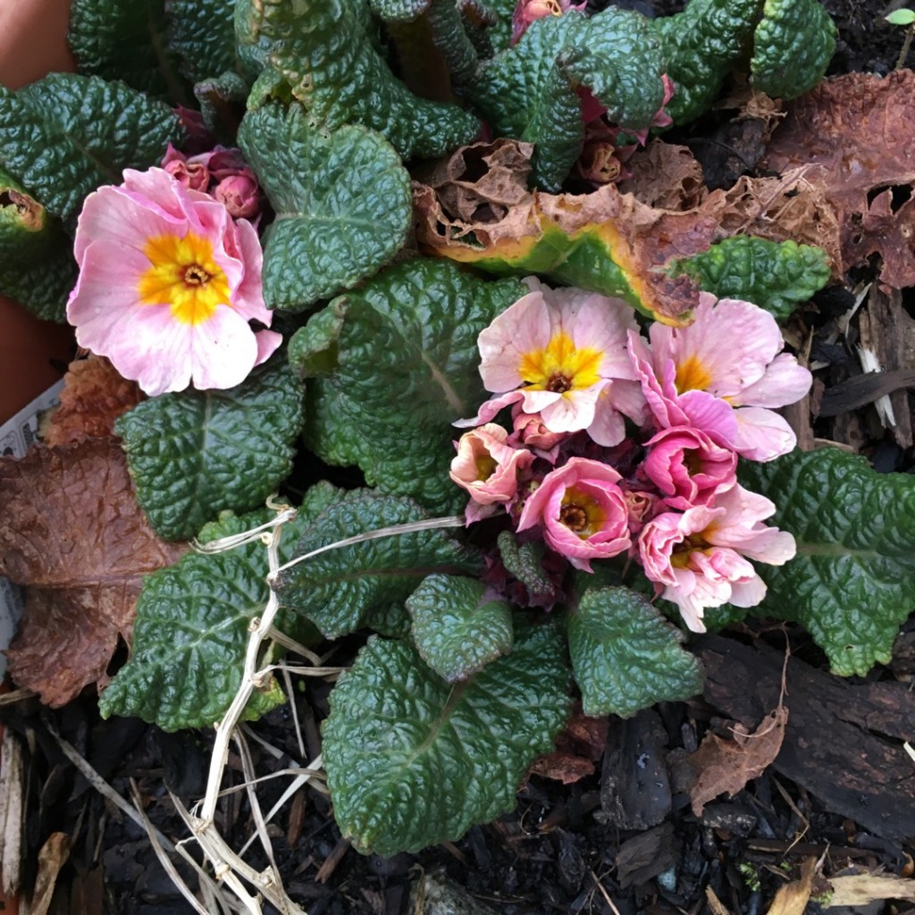 primula-polyantha