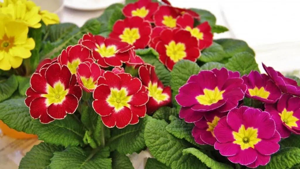 primulas