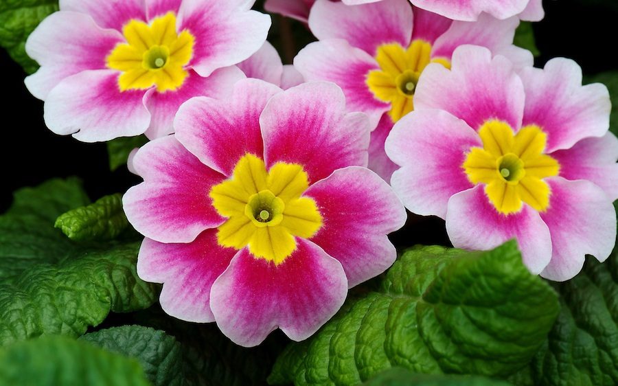 primulas1