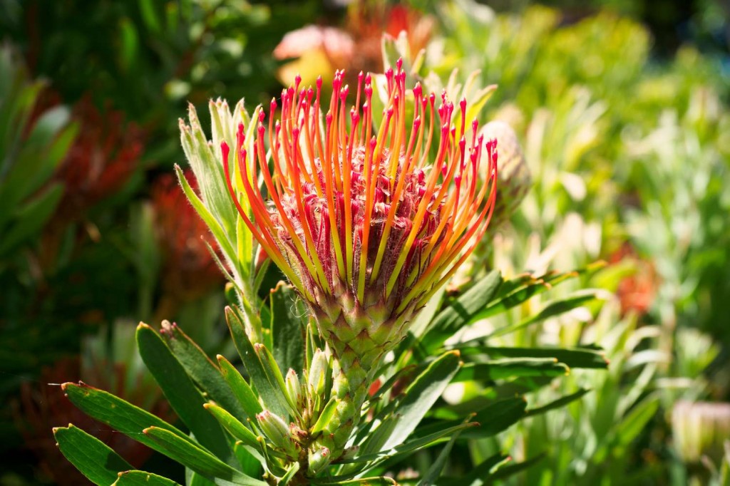 protea