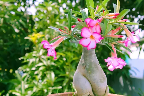 rosadodeserto