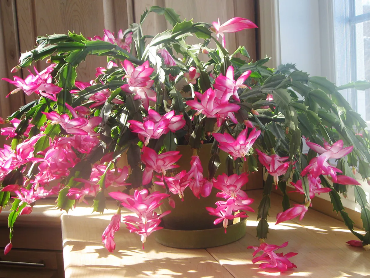 schlumbergera-truncata