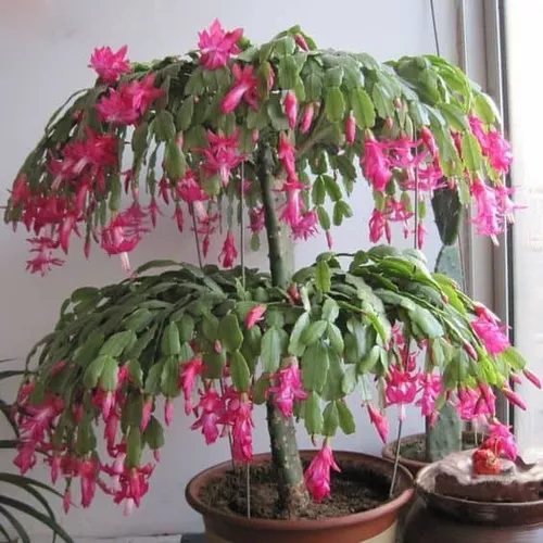 schlumbergera-truncata.webp6