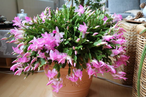 schlumbergera-truncata.webp8