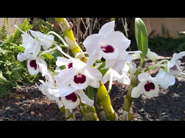 Dendrobium Berry Oda 'Emma White