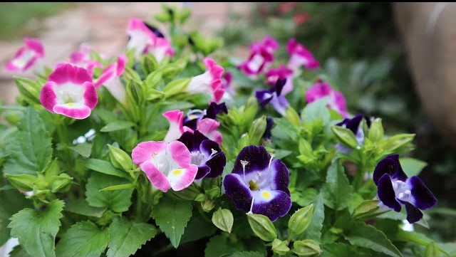 torenia