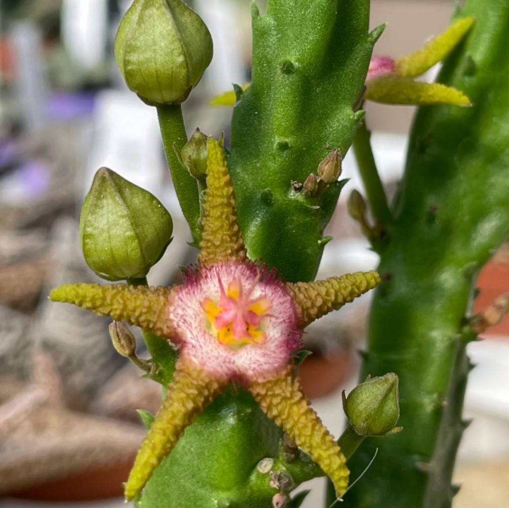 stapelia