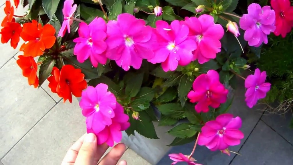 supatiens