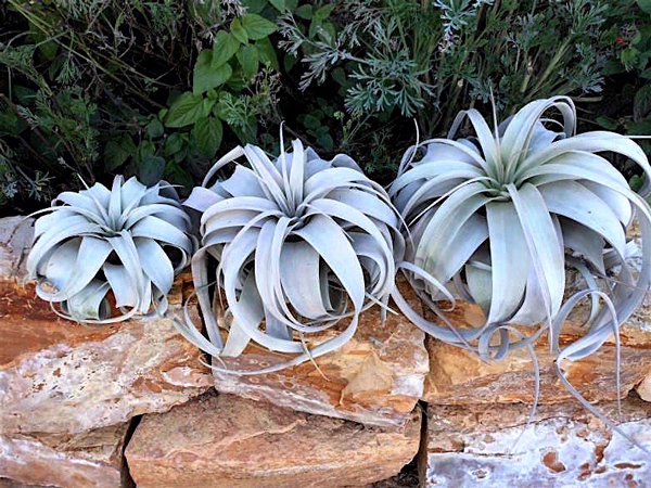 tillandsia-xerographica-