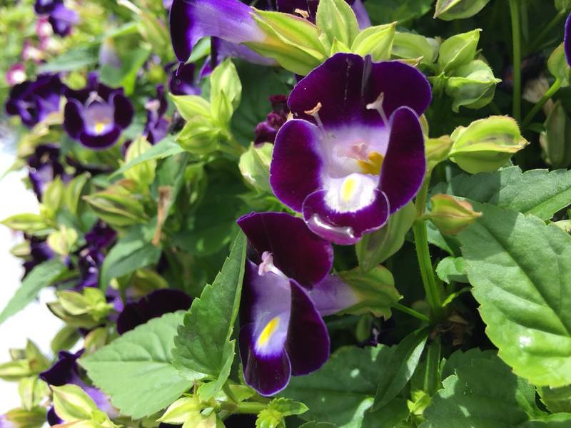 torenia_fournieri