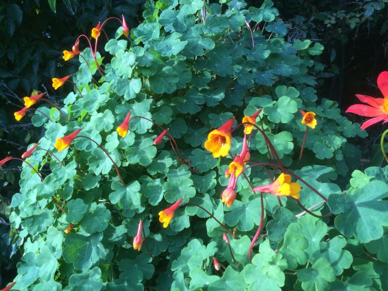 tropaeolum_tuberosum