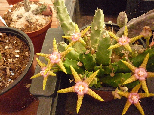 Stapelia flavopurpurea