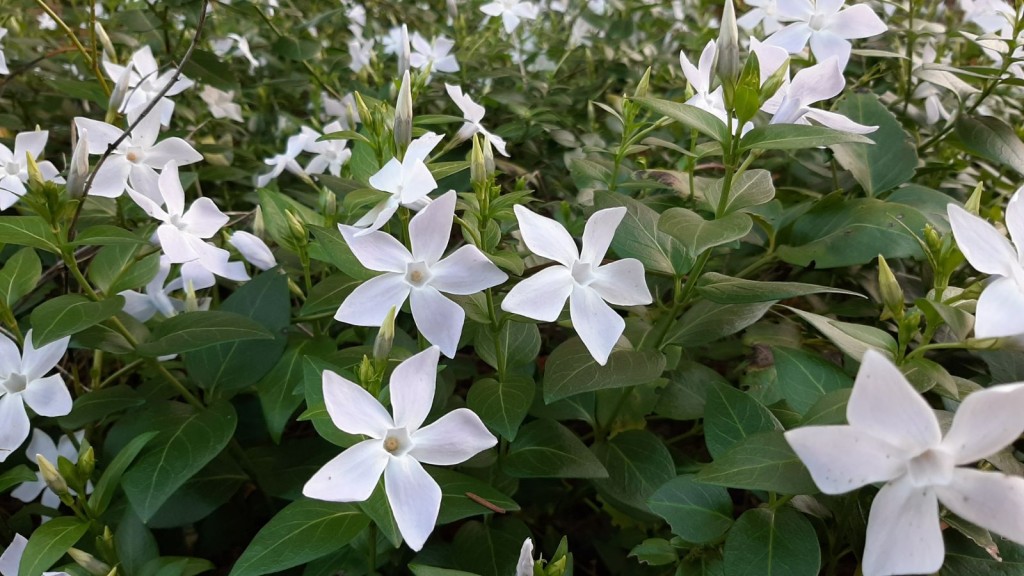 vinca-difformis