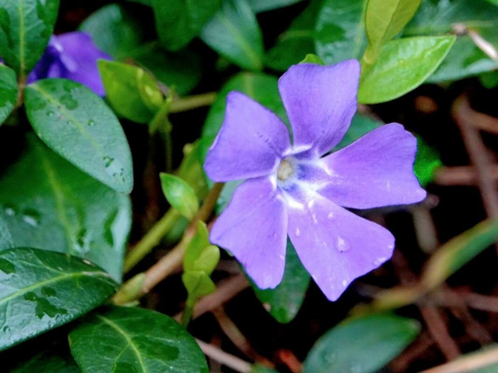 vinca minor