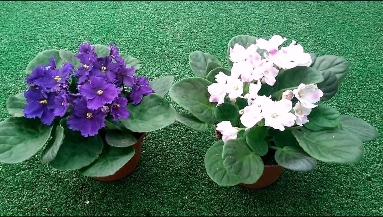 Saiba manter as Violetas floridas por mais tempo - PlantaSonya - O seu ...